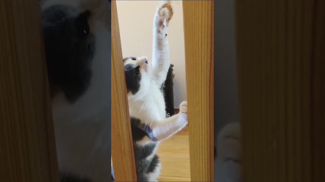 まるちゃん#保護猫 #かわいい猫 #ロシアンブルー