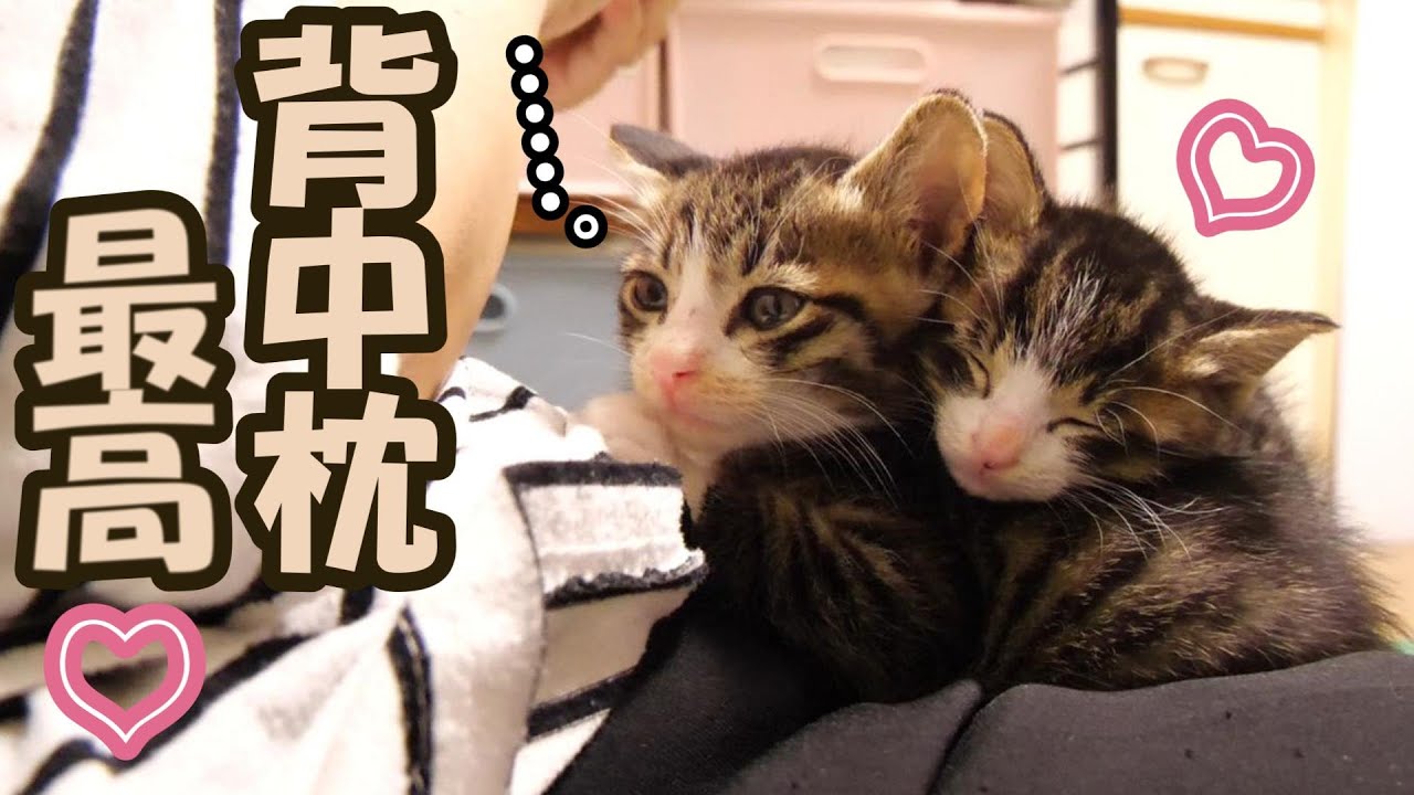 仲良し子猫は背中枕で幸せそうにおねんね【赤ちゃん猫　保護猫】
