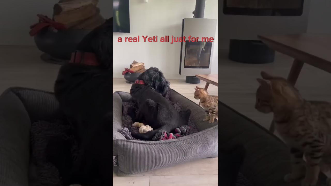 The Bengal cat loves dogs. Kitten and yeti