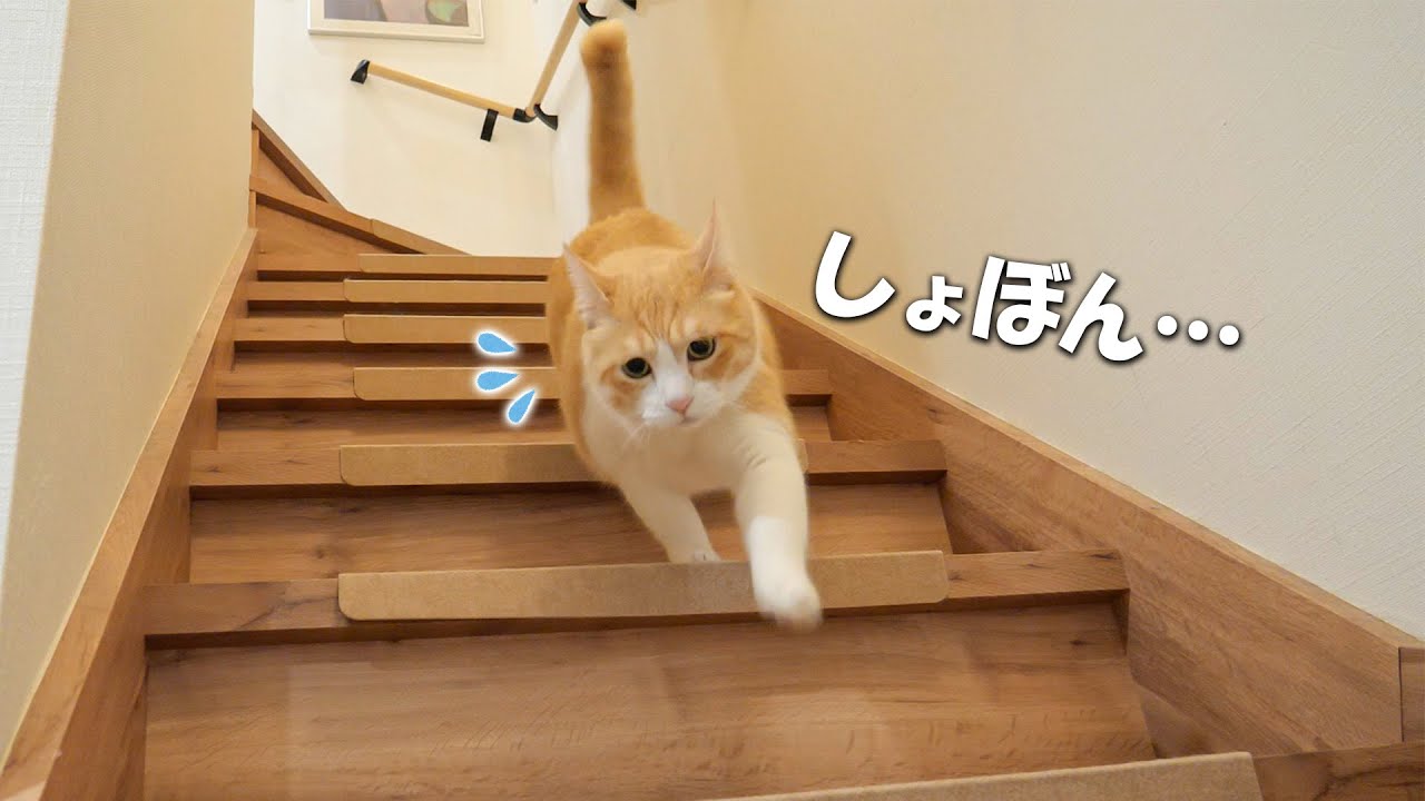 なぜか階段を降りるときに悲しそうな顔をしてしまう猫がかわいすぎましたｗｗｗ