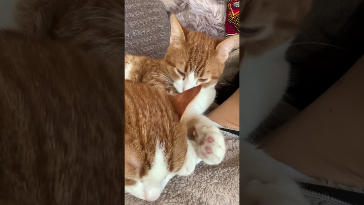 母猫に甘えるみたいに飼い主に乗っかって寝る双子猫#shorts #cat #cats #猫