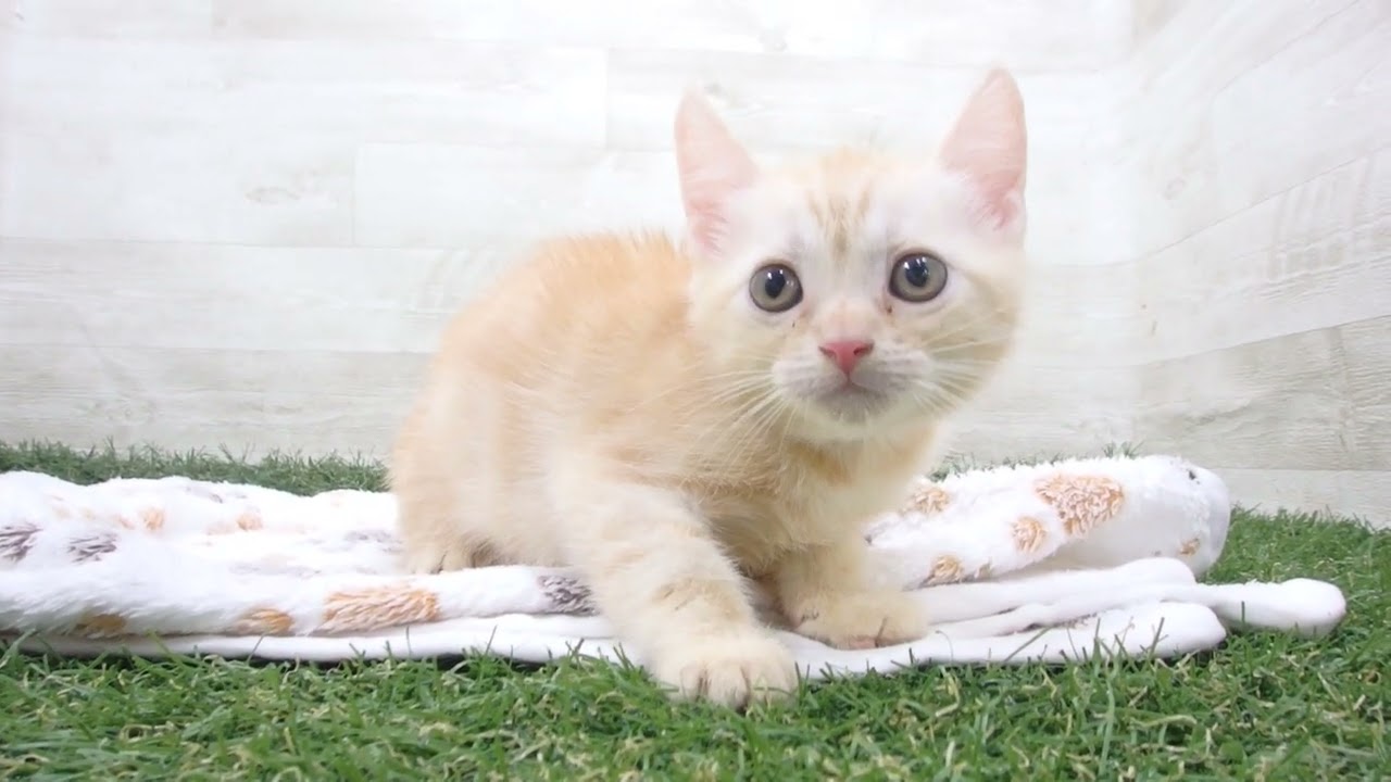 Coo&RIKU　No00643358 アメリカンショートヘアー