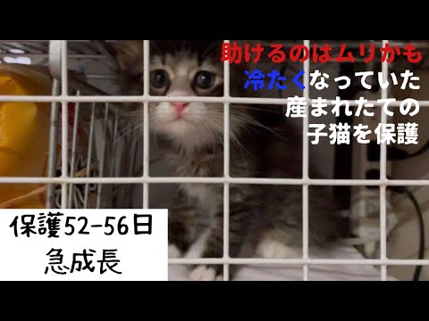 冷たくなっていた子猫の保護、52-56日