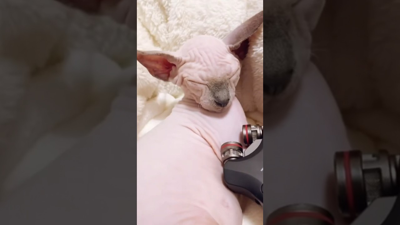 【ASMR】毛のない子猫の爆音ゴロゴロ音【スフィンクス猫】