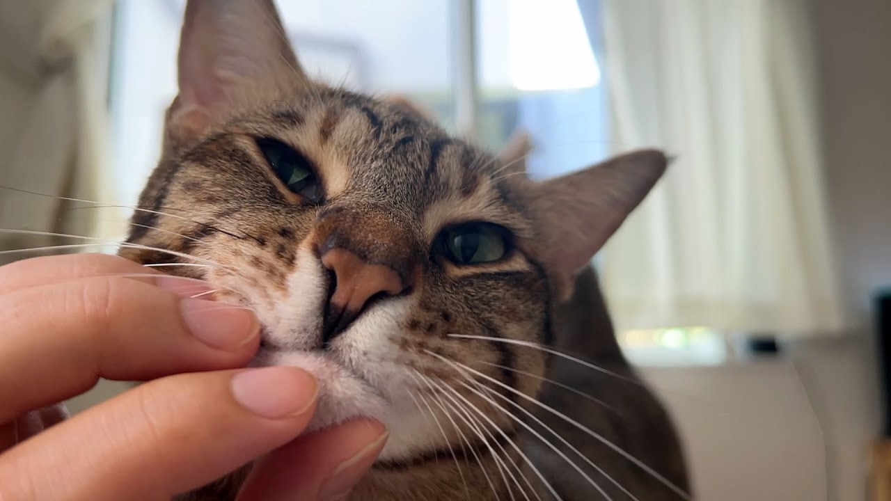飼い主が起きた瞬間全速力で突撃してくる猫