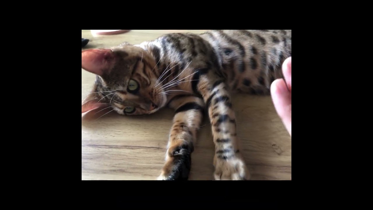 【メル日記】譲らないニャン #トイガー #shorts