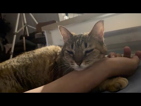 愛猫に子猫を保護する話をしてみたら…