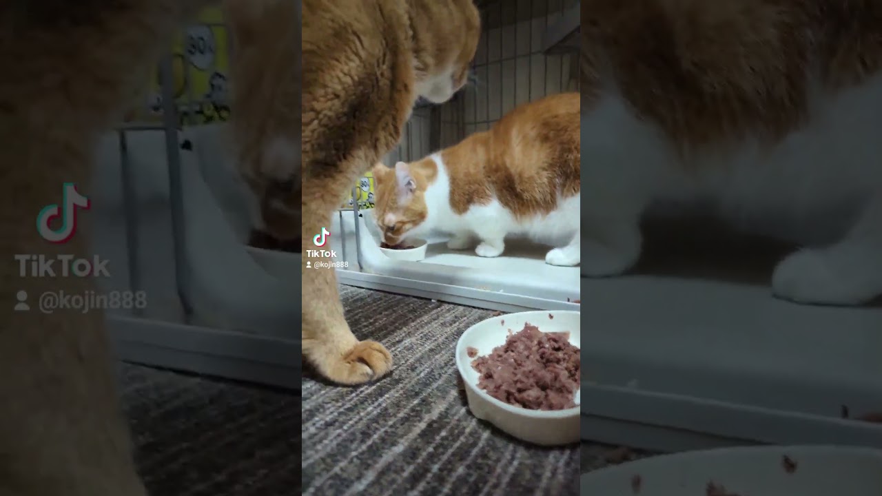 8/18ねこさんの晩餐会（´・ω・`） #ねこ #cat #アビシニアン #マンチカン #キジトラ #猫 #短足マンチカン #abyssinian #短足