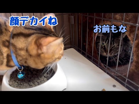 ポンがベンガルの巣にやってきたら圧倒的顔デカだった件