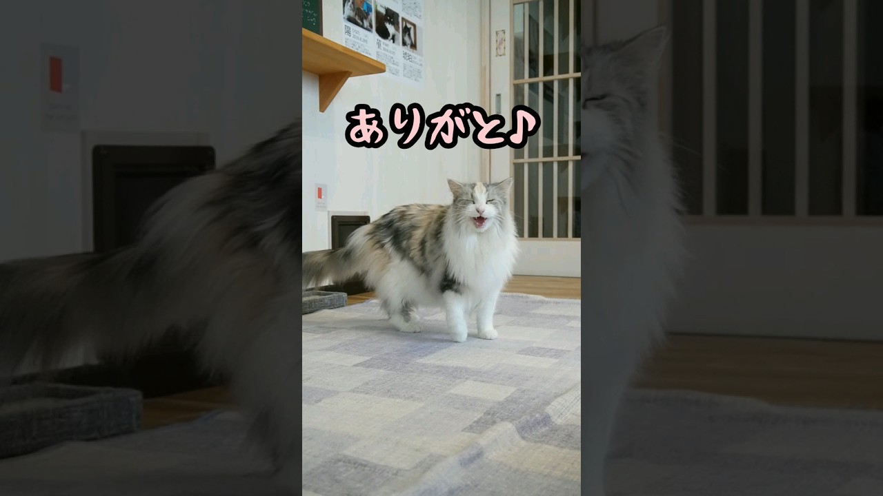 穏やかなお誕生日の出勤風景【0828】 #cat #メインクーン #猫動画おもしろい #可愛い猫 #猫動画可愛い #猫カフェ #茶トラ #かわいい猫 #白黒猫 #猫動画