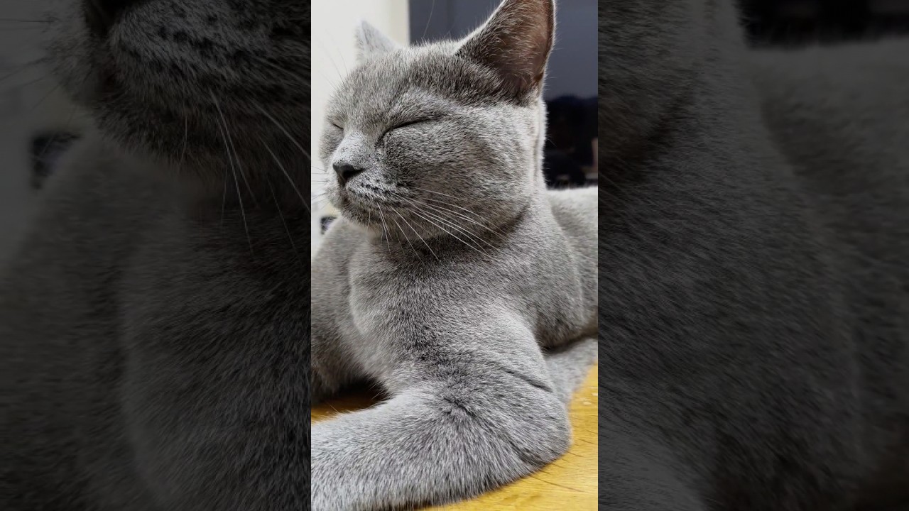猫のシャルトリューの毛並み（chartreux coat of cat）