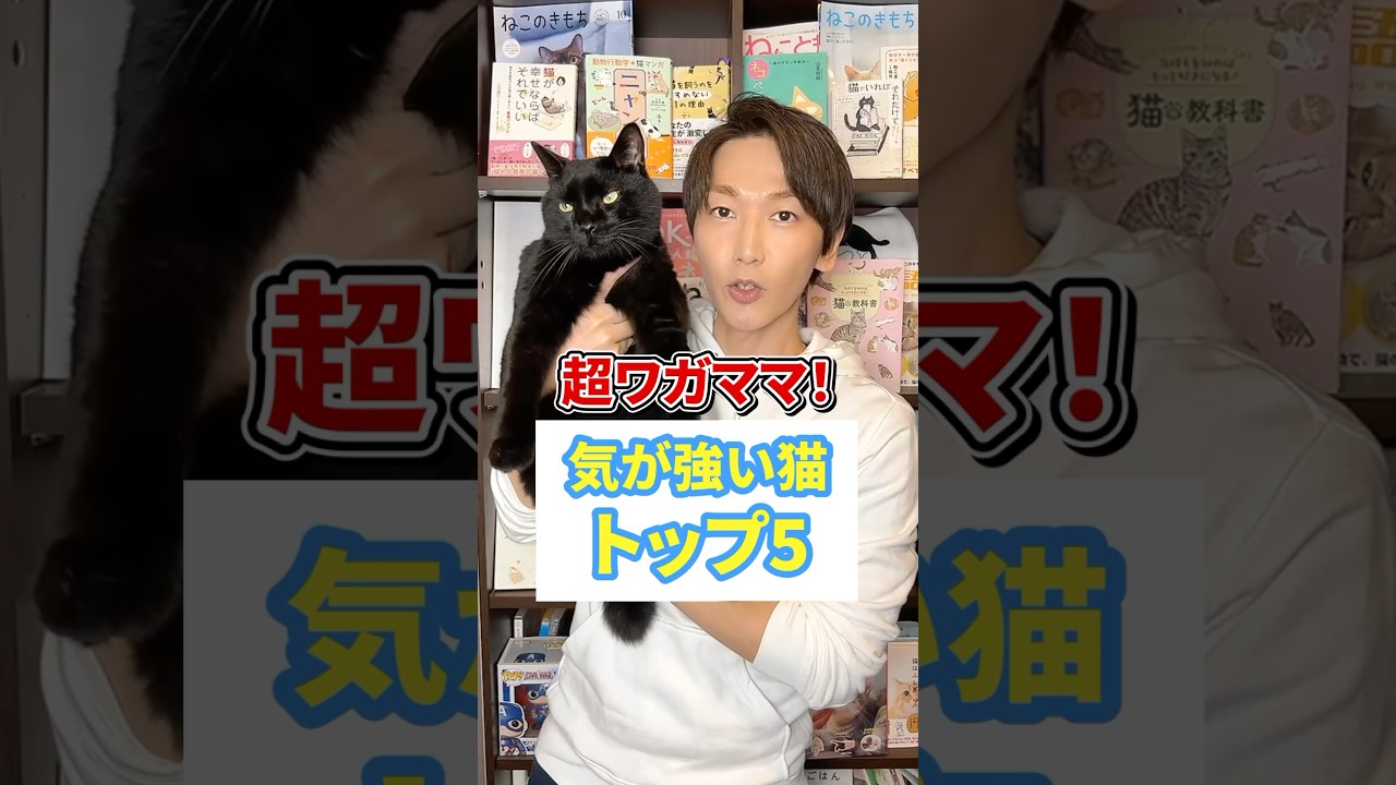 超ワガママ！気が強い猫トップ５