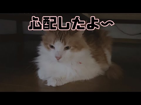 ごはんの時間になっても来なかった猫【マリー（メインクーン）】