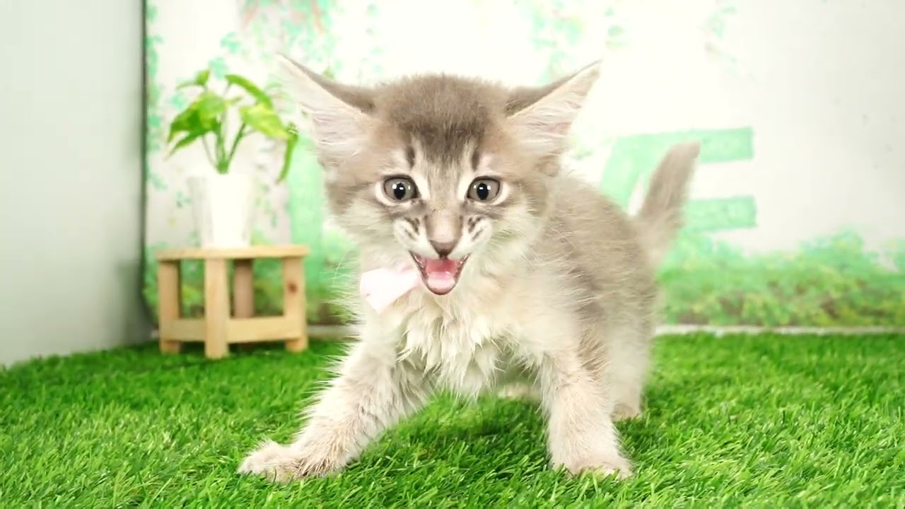 Coo&RIKU　No647430　ソマリ