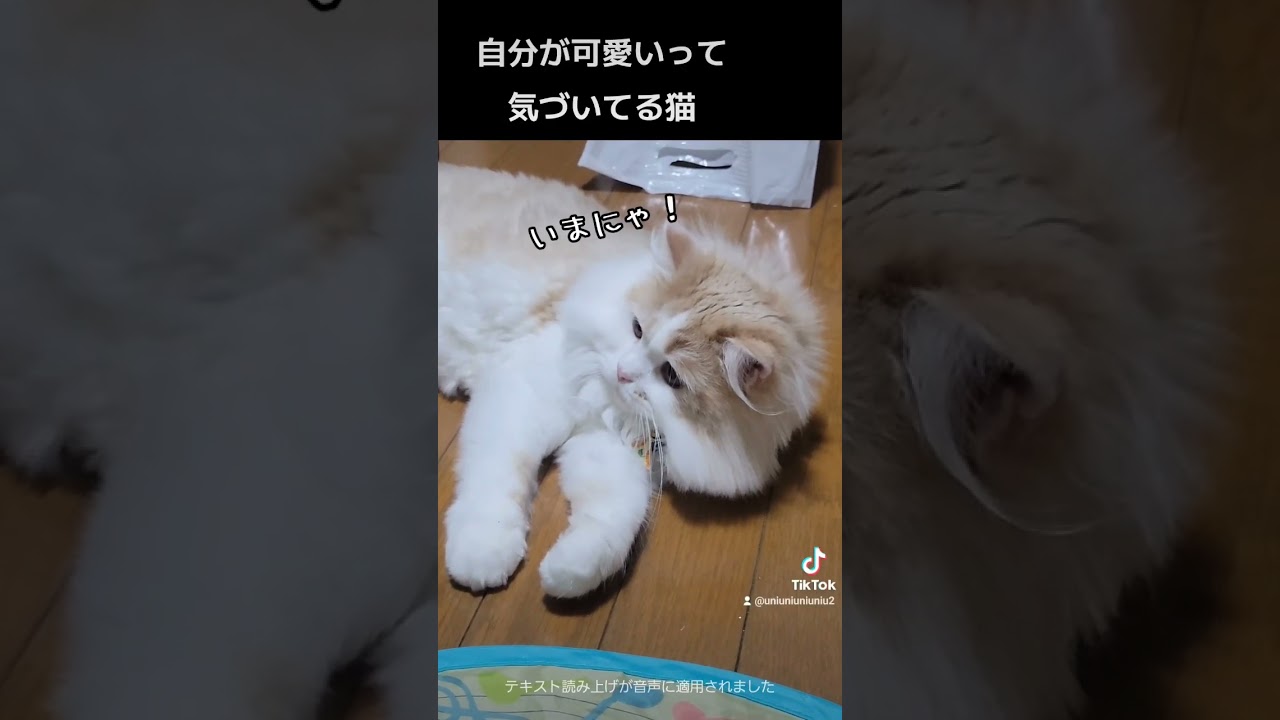 かわいいかにゃ？ #ラガマフィン #猫動画 #子猫 #癒し