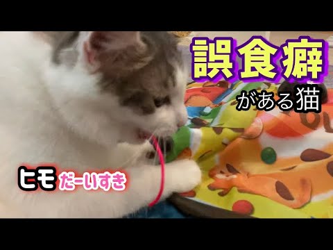 【🇲🇾森猫おはぎの遊雅な日常 in Malaysia】誤食(異食)癖のある猫とキャッチミーイフユーキャン2 #猫と海外移住 #誤食癖 #ノルウェージャンフォレストキャット
