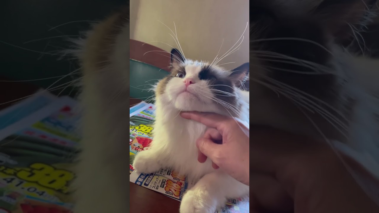 何かが長い猫！#ラグドール#shorts#おもしろ動画