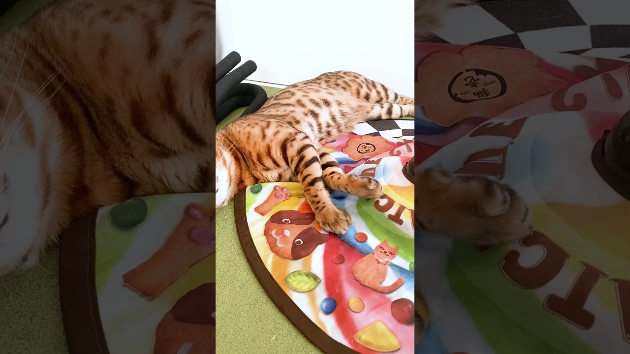 完全に夢を見ている ベンガル猫 #shorts