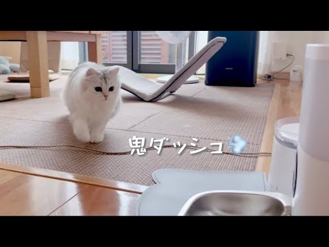 【ペルシャ猫】自動給餌器買ってみた‪👍🏻 ̖́-‬