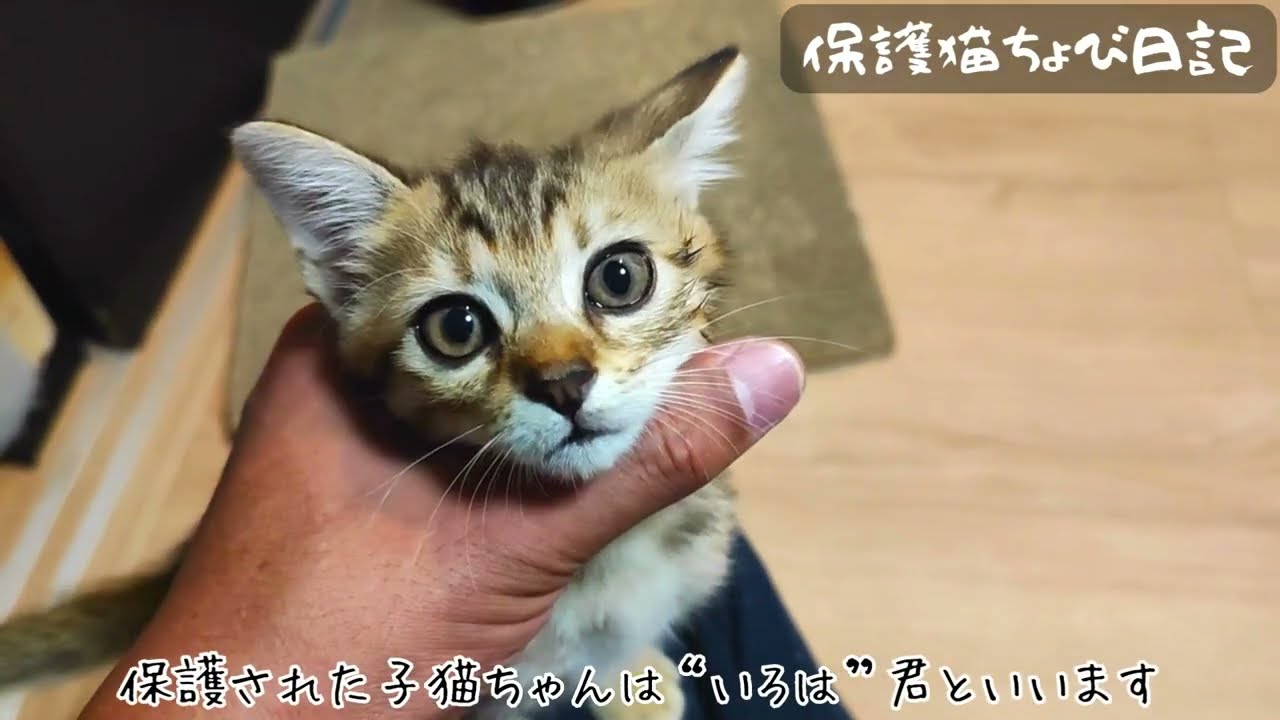 【感動動画】保護した子猫におっぱいを与える!?おじさん猫&おばさん猫？