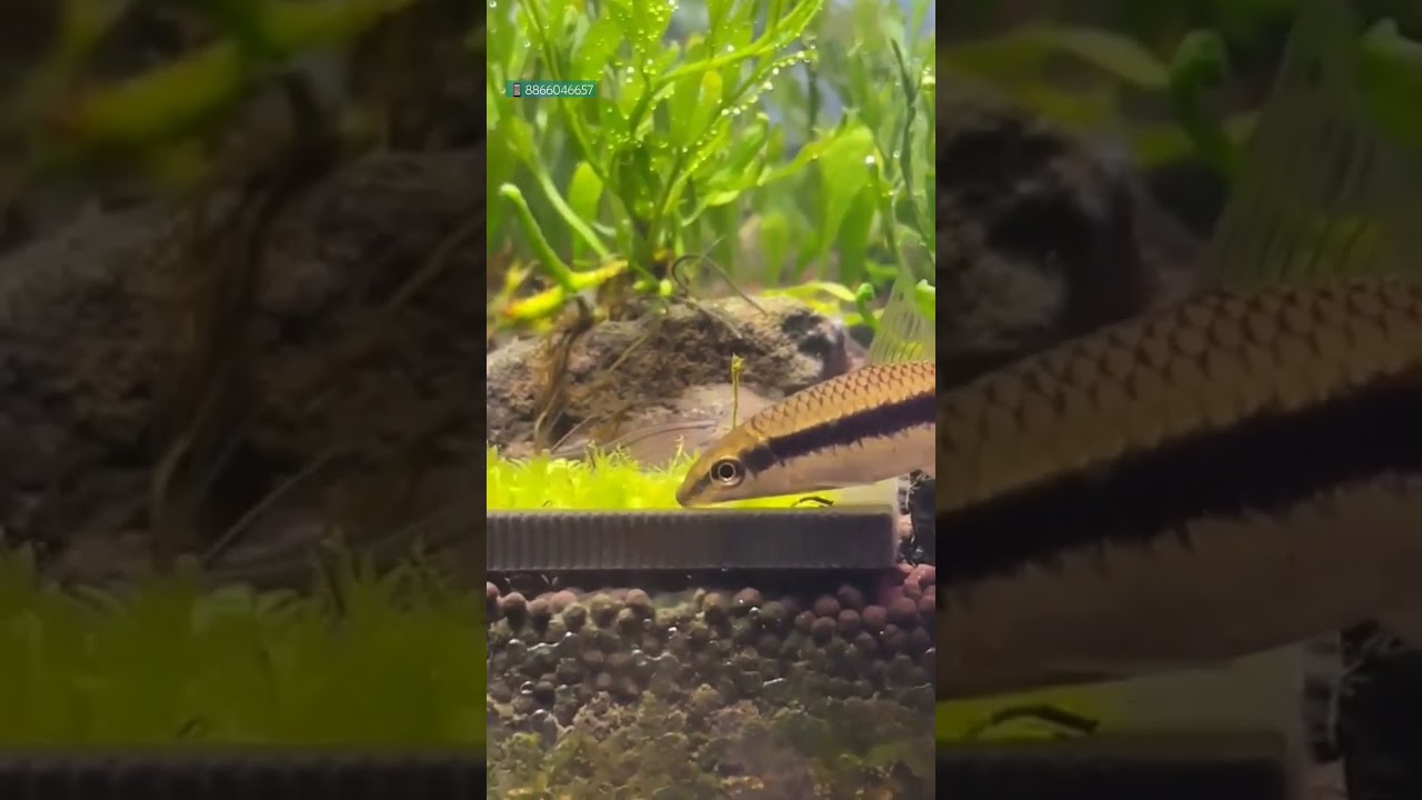 Siamese - An Algae eater fish | highly effective at algae control in freshwater aquariums | #fish