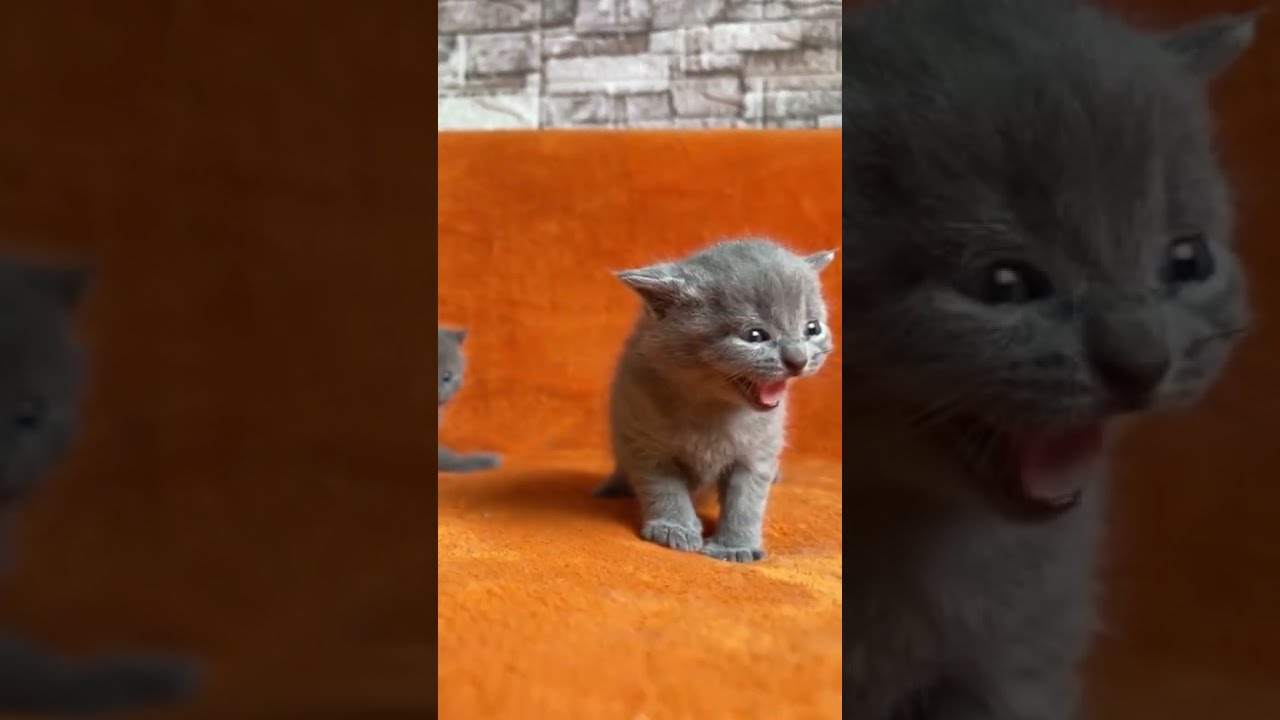 Cute Kitten Meowing 😻🐱 #kitten #meow #kittentok #cutekitten #meowing #shorts #ytshorts #cat