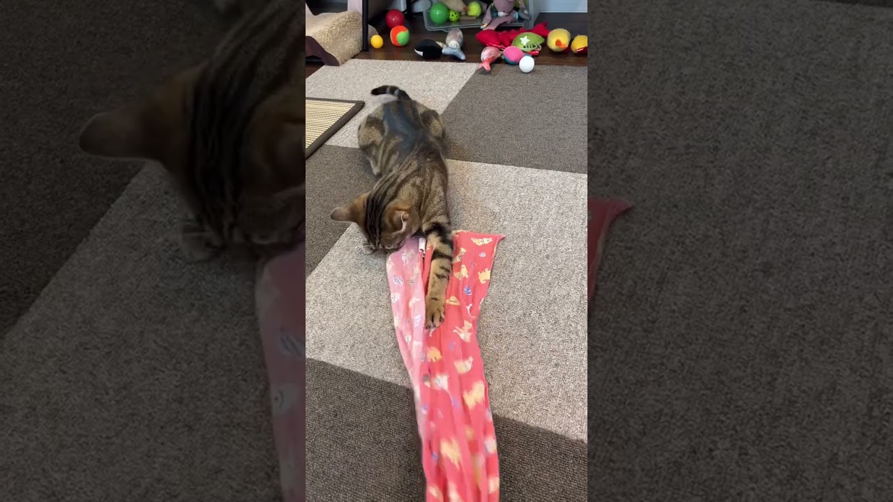 【ベンガル×シンガプーラ】手ぬぐいを気に入った猫【＃shorts】