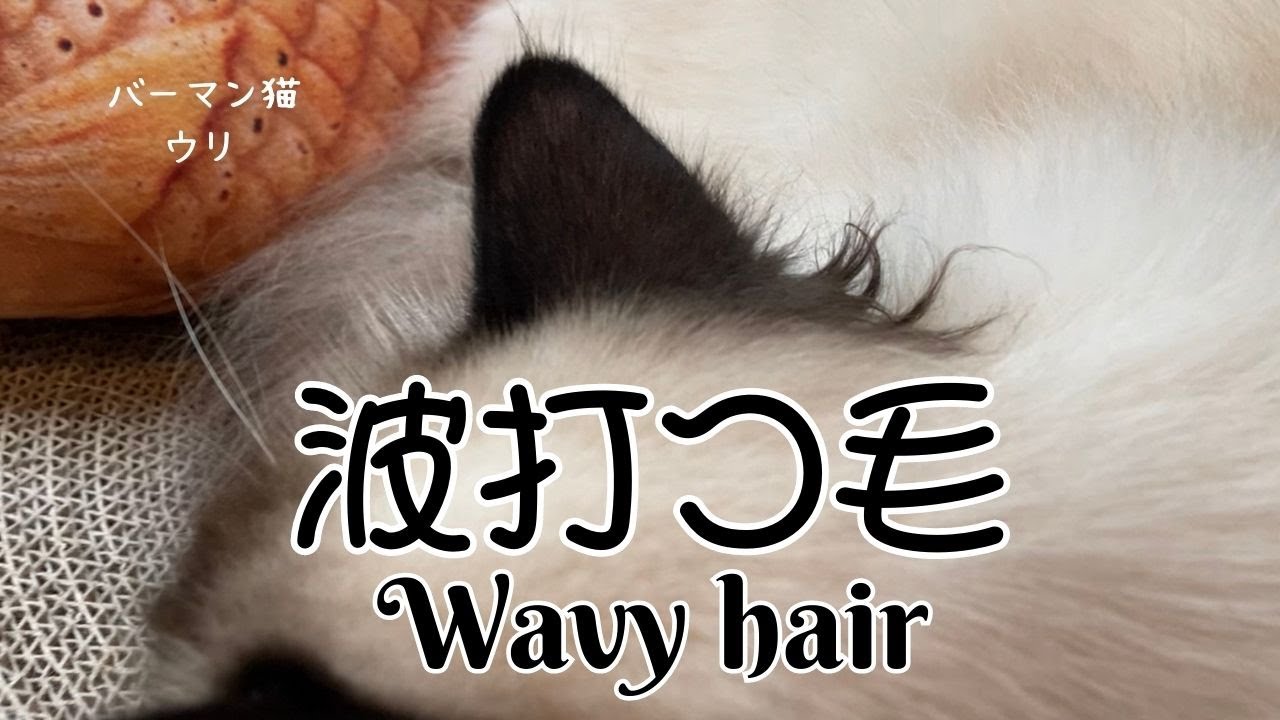 バーマン猫ウリ【波打つ毛】Wavy hair（バーマン猫）Birman/Cat