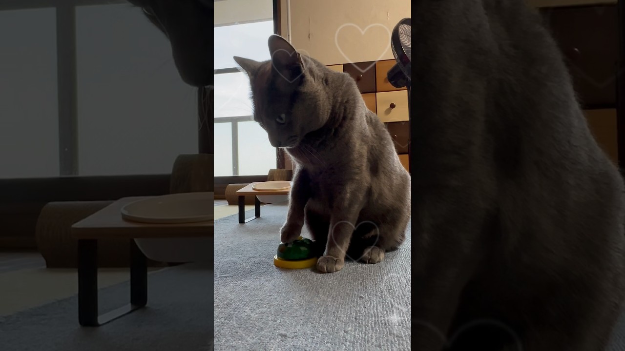 【ロシアンブルー】めろん、最後に名演技⁇ちと笑けます🤭【猫】#shorts