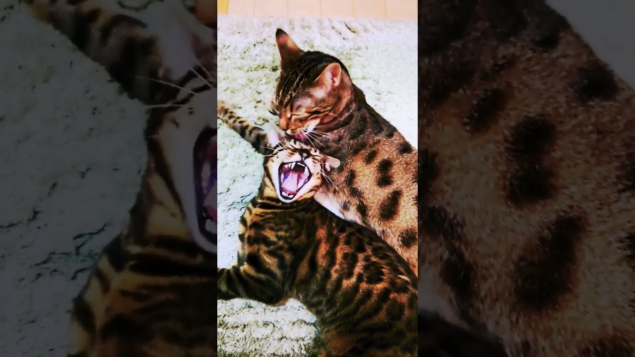 ベンガル猫　 #おすすめ #ねこ動画 #ベンガル猫 #かわいい猫 #ねこ #ねこのきもち #癒やしの時間 #ベンガル #ねこのいる生活