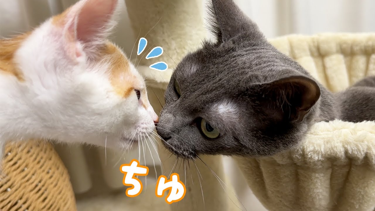 繊細な先住猫と子猫がちょっとずつ距離を縮めています…！