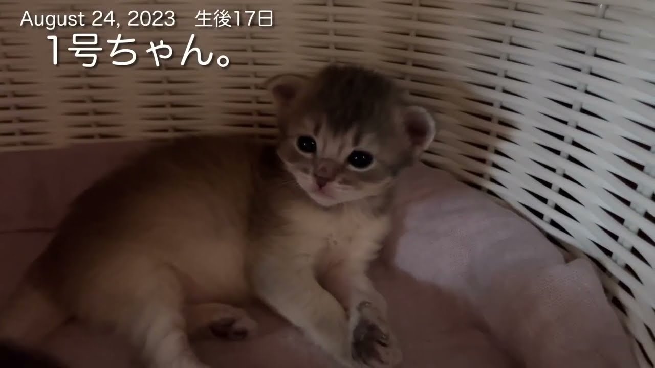 生後17日のソマリの子猫の可愛さ。