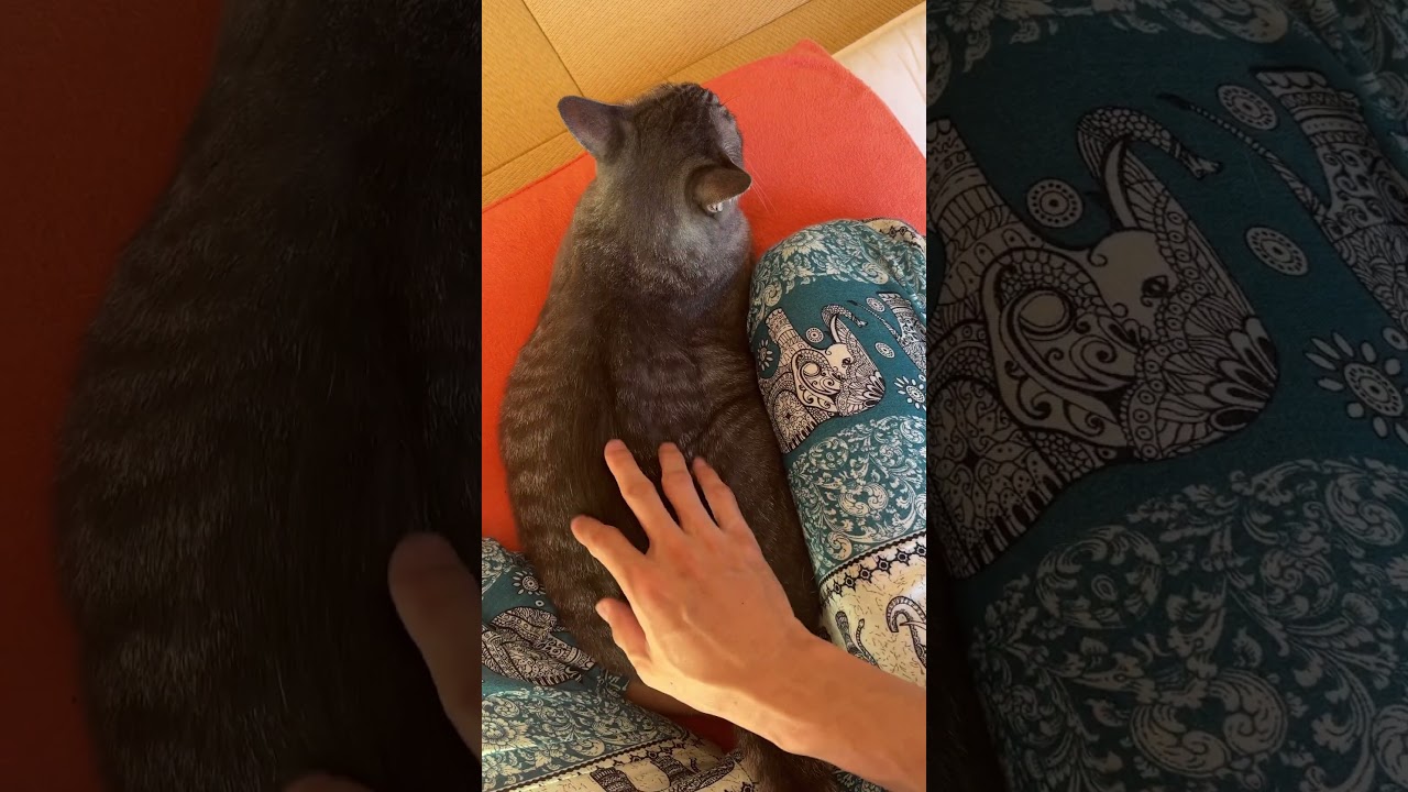 【今日のロッキー】朝から甘えん坊モードで離れません#shorts