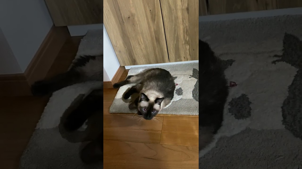 【2023.08.30】今日のシャム猫のふくさん（音無し）【たぬき猫】 #shorts