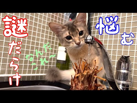 【謎の植物】気がかりでならない子猫の姿がコチラ❗️【ソマリ】