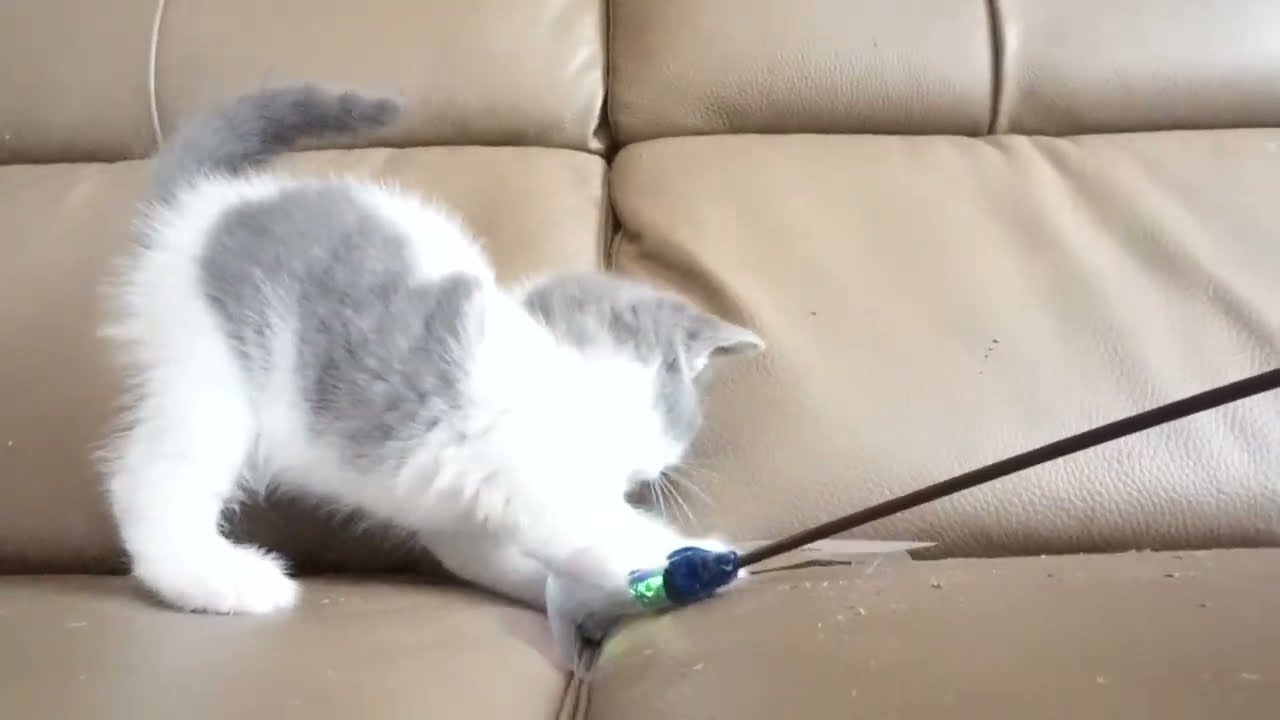 ブリティッシュショートヘアー子猫　British Shorthair　2023.7.10産まれ　ブルー&ホワイト　男の子　シーダキャット猫のお店