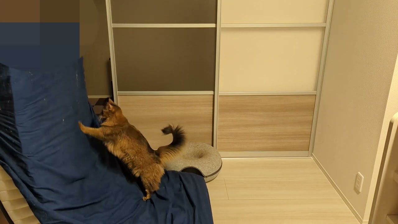 【586日目】最近遊んでくれない… #ソマリ #cat