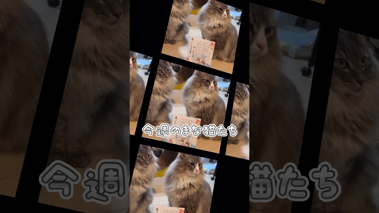 今週のまな猫たち🐱 #shorts #猫動画 #ノルウェージャンフォレストキャット #サイベリアン #アビシニアン #cat