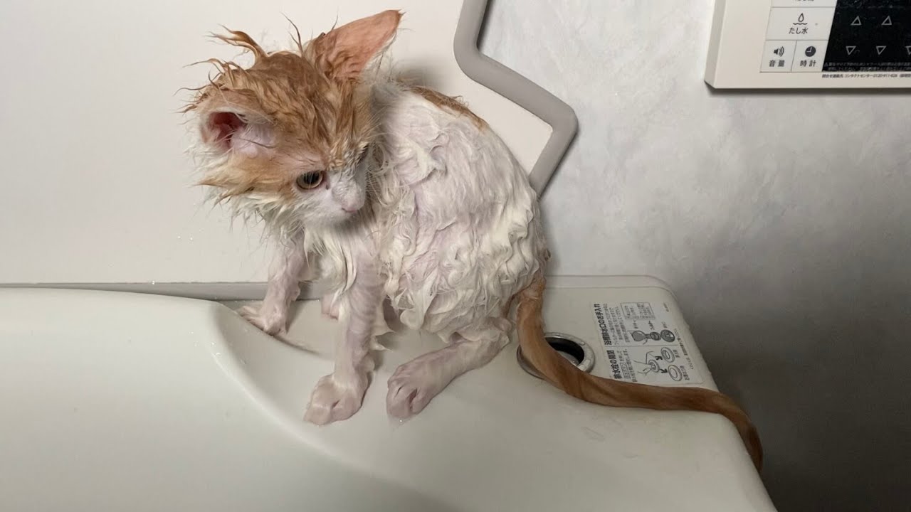はじめてのお風呂がんばりました【生後３ヶ月の子猫】