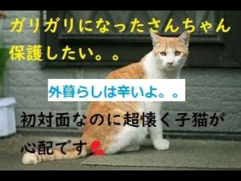 【会ったばかりで超懐く子猫が心配💦】ふたまわり小さくなった元ボス猫さんちゃん保護したい(T_T)保護部屋がほしい現実🏘