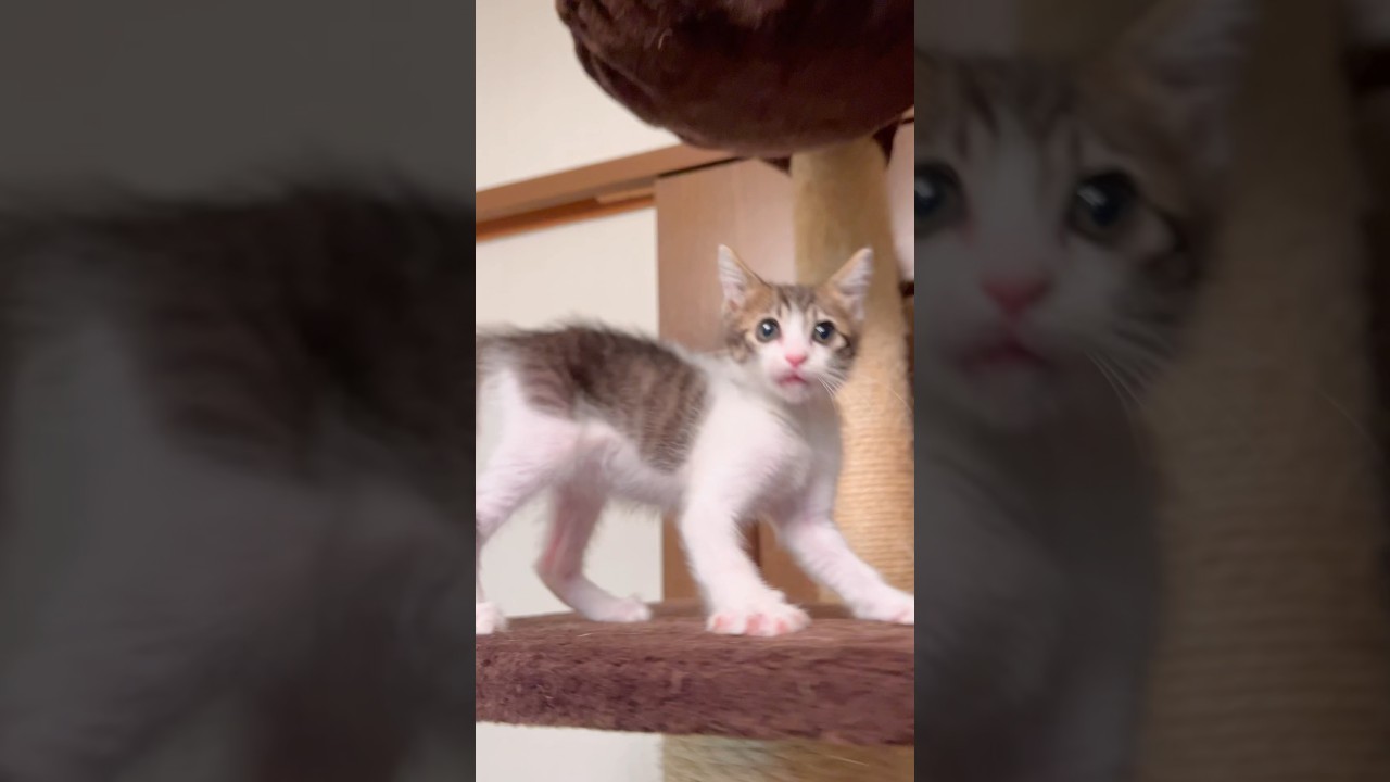 子猫が子猿になった理由がこちらです…笑