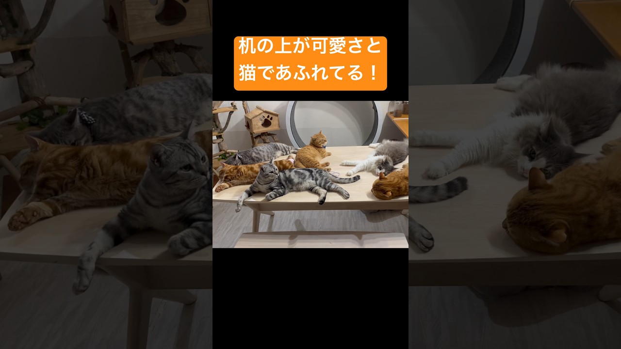 真夜中のねこもふリビングでは... #猫 #マンチカン #shorts