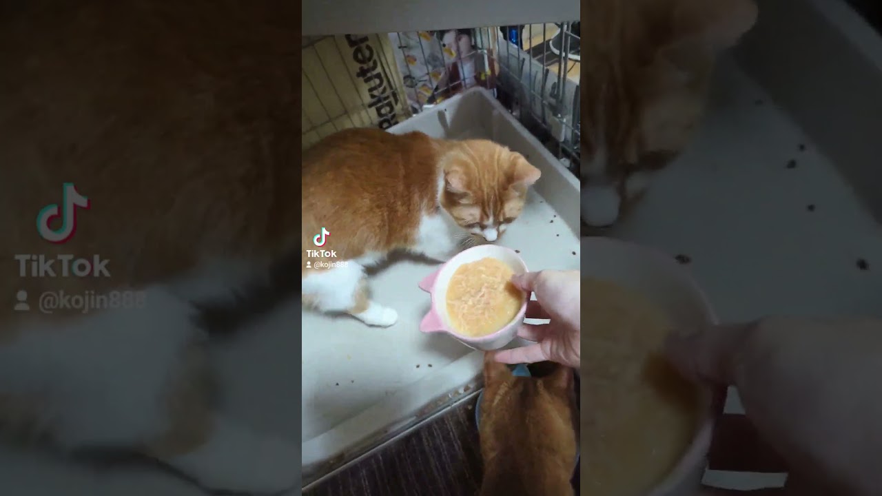 8/24ねこさんの晩餐会（´・ω・`） #ねこ #cat #アビシニアン #マンチカン #キジトラ #猫 #短足マンチカン #abyssinian #短足