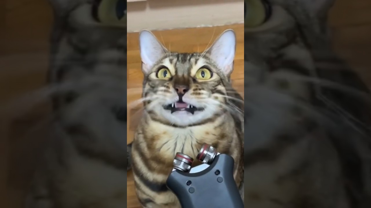 【ASMR】猫のクラッキング※イヤホン推奨【ベンガル猫】