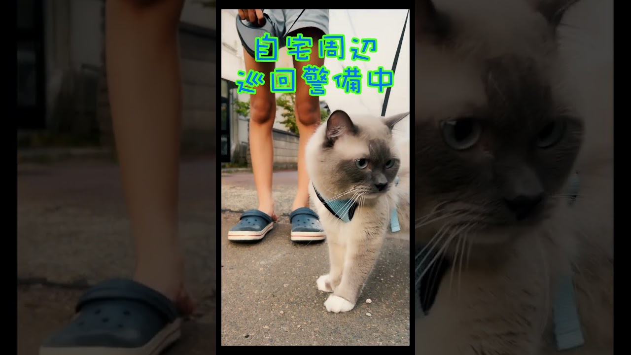 涼しい時間に巡回警備　#猫 #ラグドール #ragdollcat