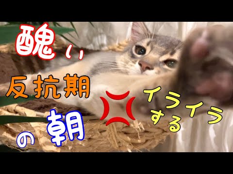 【大ショック】最近反抗期に入った子猫の朝がコチラ❗️【ソマリ】