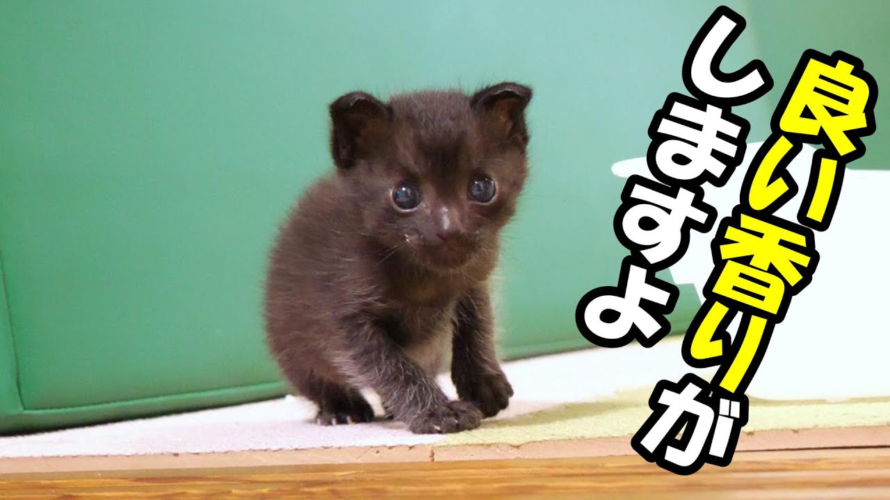 ミルクの匂いを嗅ぎつけた子猫たち【赤ちゃん猫　保護猫】