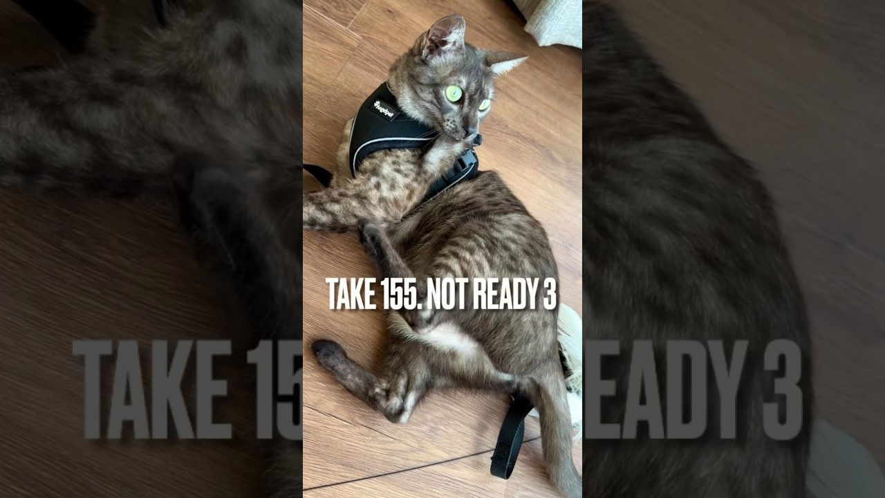 【#ハーネス にゃんて嫌いにゃ❗️】久々にハーネスの練習😊進歩は見られるものの#よたよた歩き でかわいそうになり、外した😅#お散歩 への#道のりは遠い #エジプシャンマウ#shorts