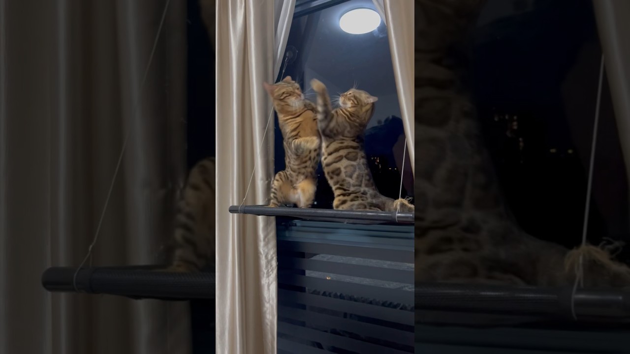 急に始まった猫の大喧嘩【ベンガル猫】