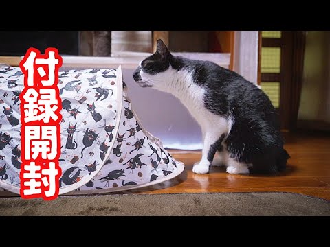 雑誌「ねこのきもち」の付録開封と相変わらずマイペースな目の見えないねこ